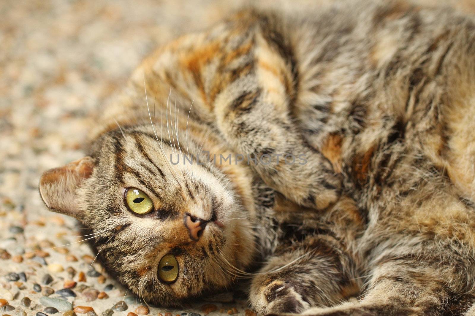 A curious cat close-up. by kawing921