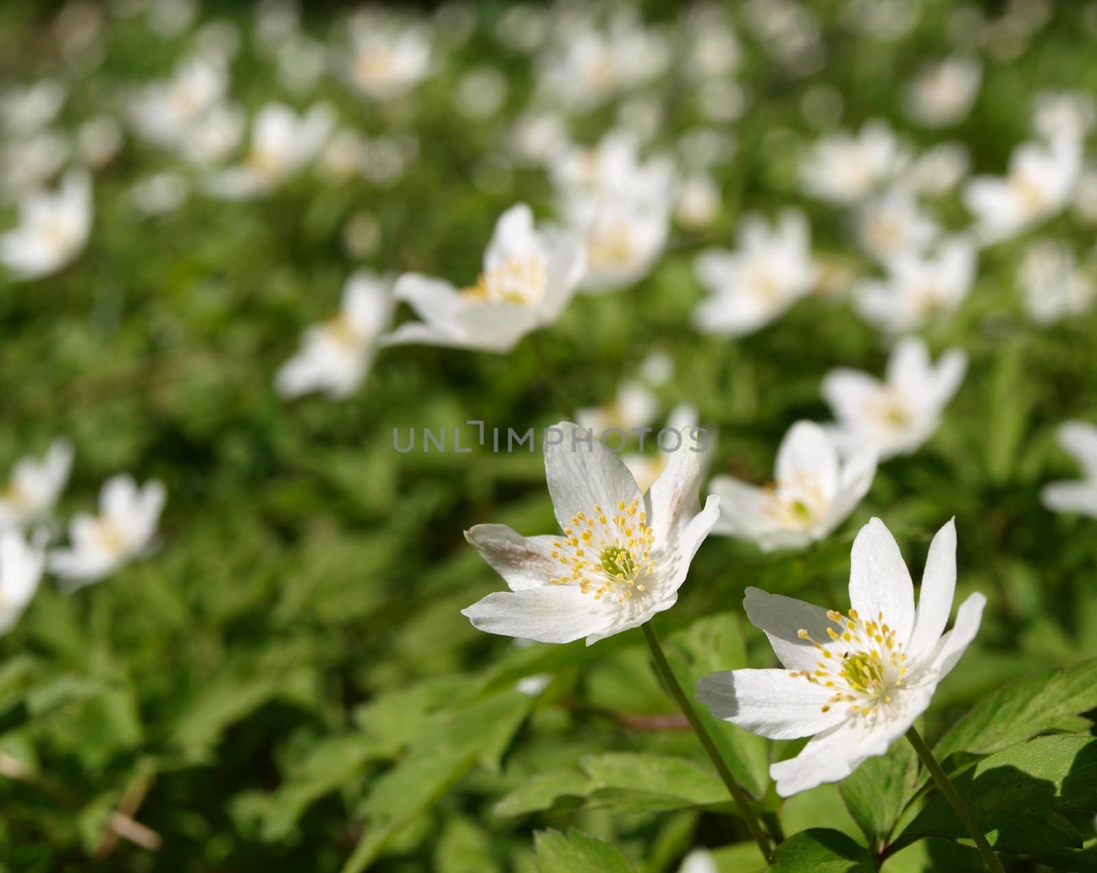 Windflower anemone flower, on the forest floor at spring