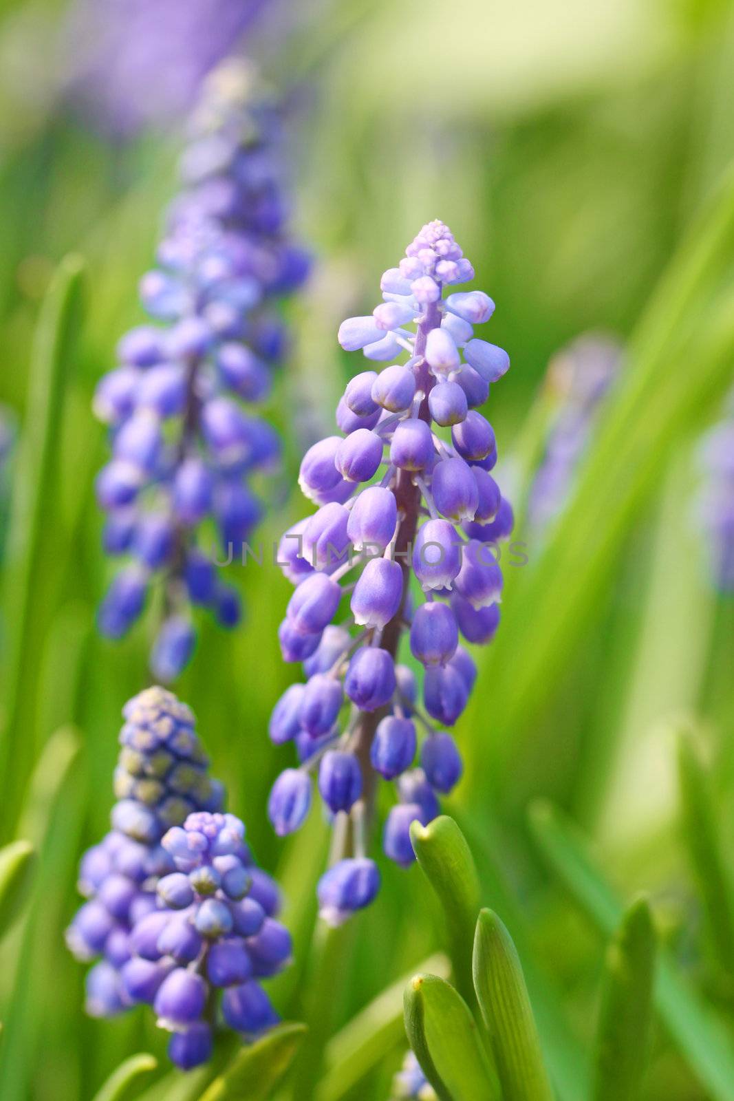 Grape hyacinth by kawing921