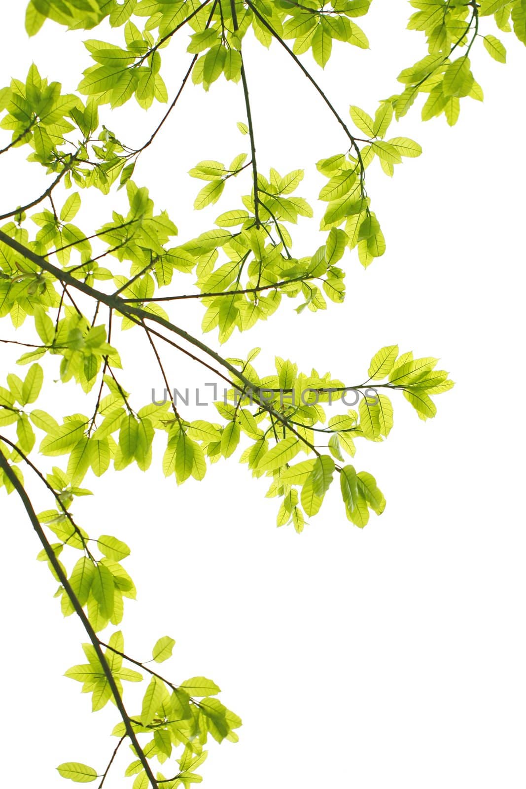 Green leaves background by kawing921