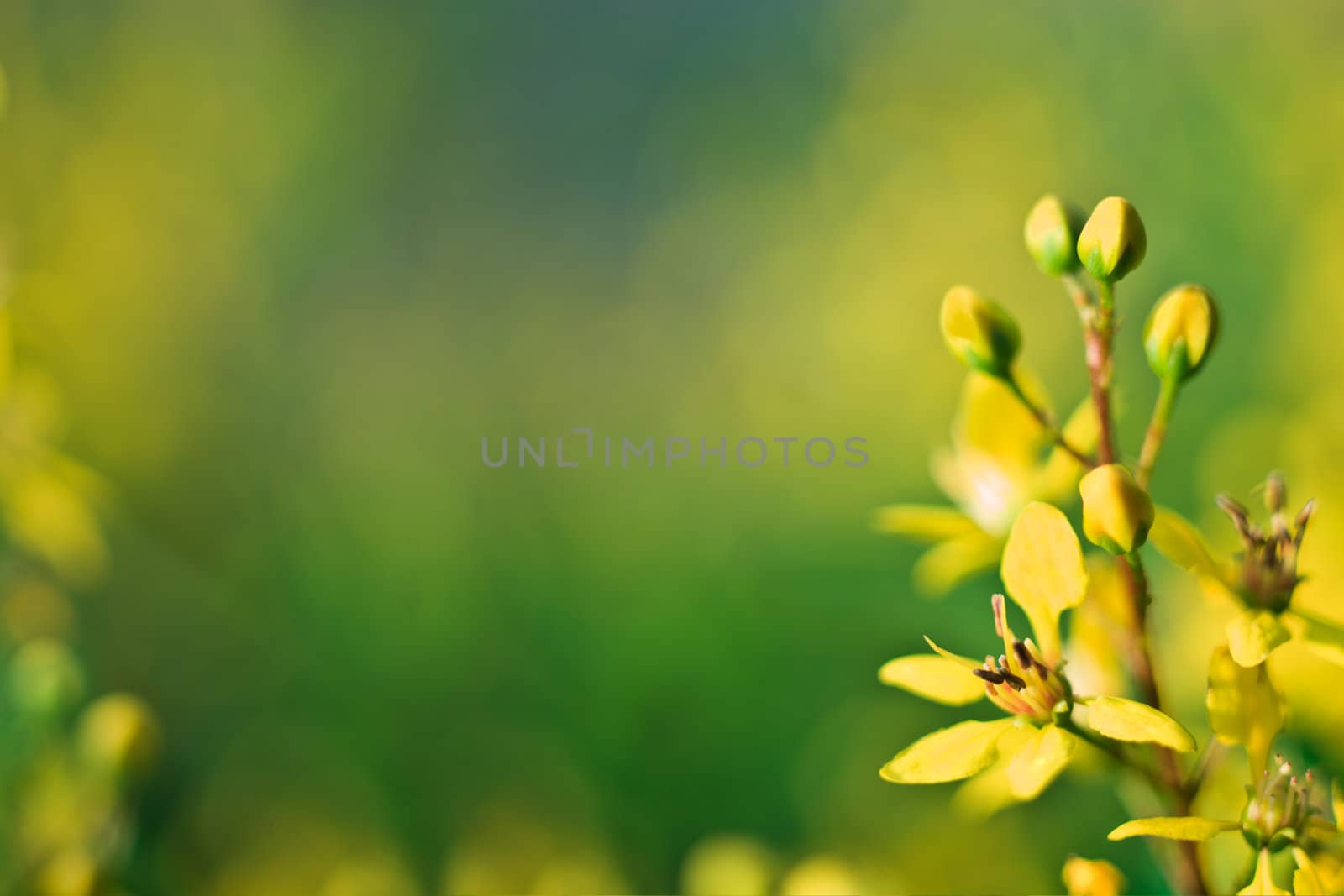 Yellow flower by Suriyaphoto