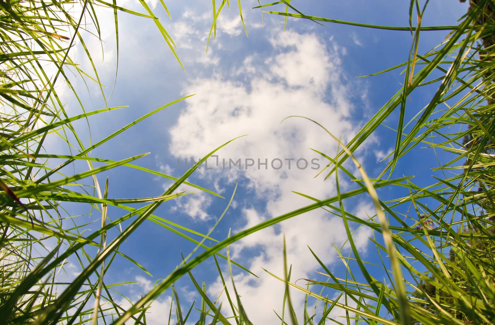 Ant eye view with fisheye lens Nature background frame by Suriyaphoto