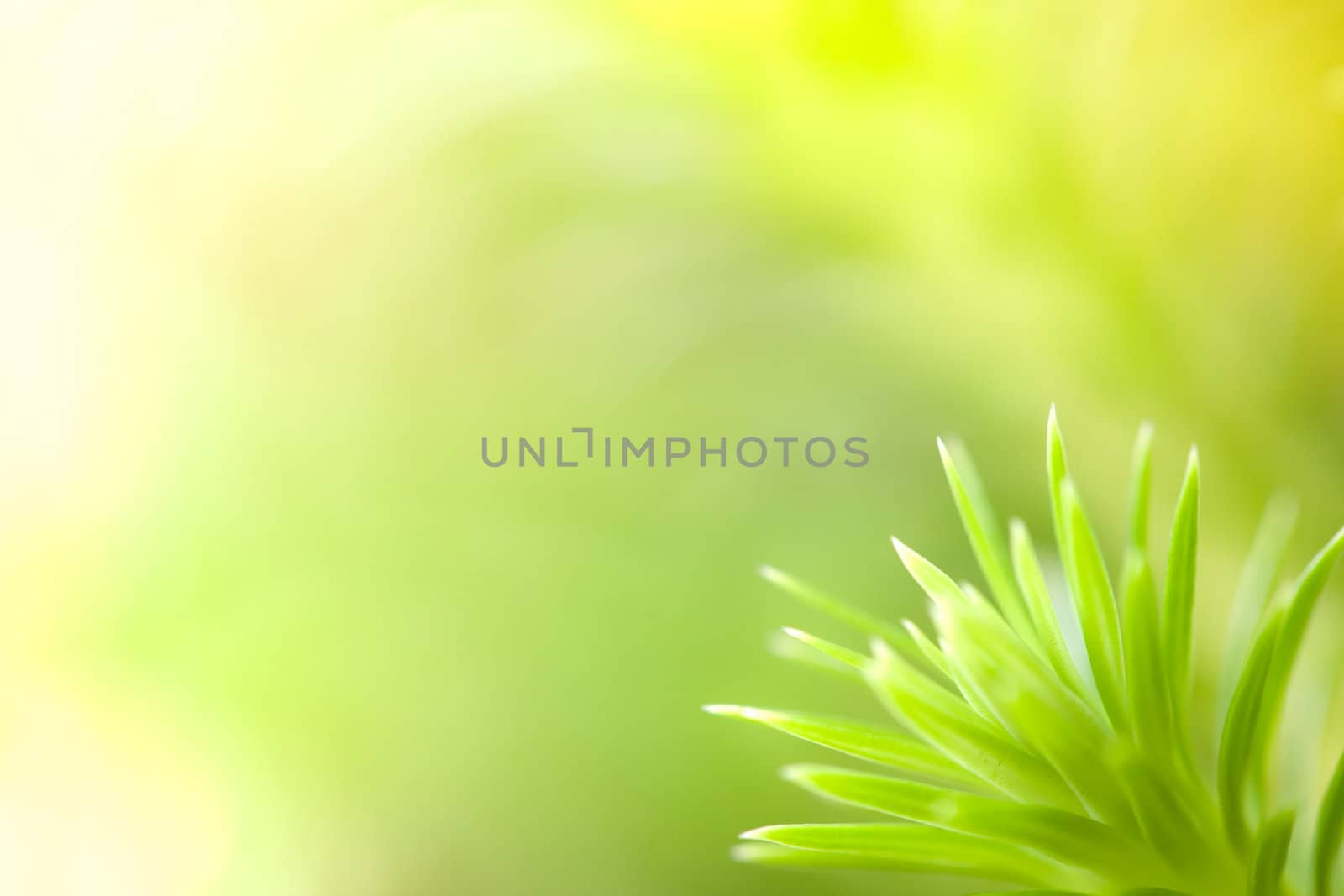 Green leaf background abstract of nature by Suriyaphoto