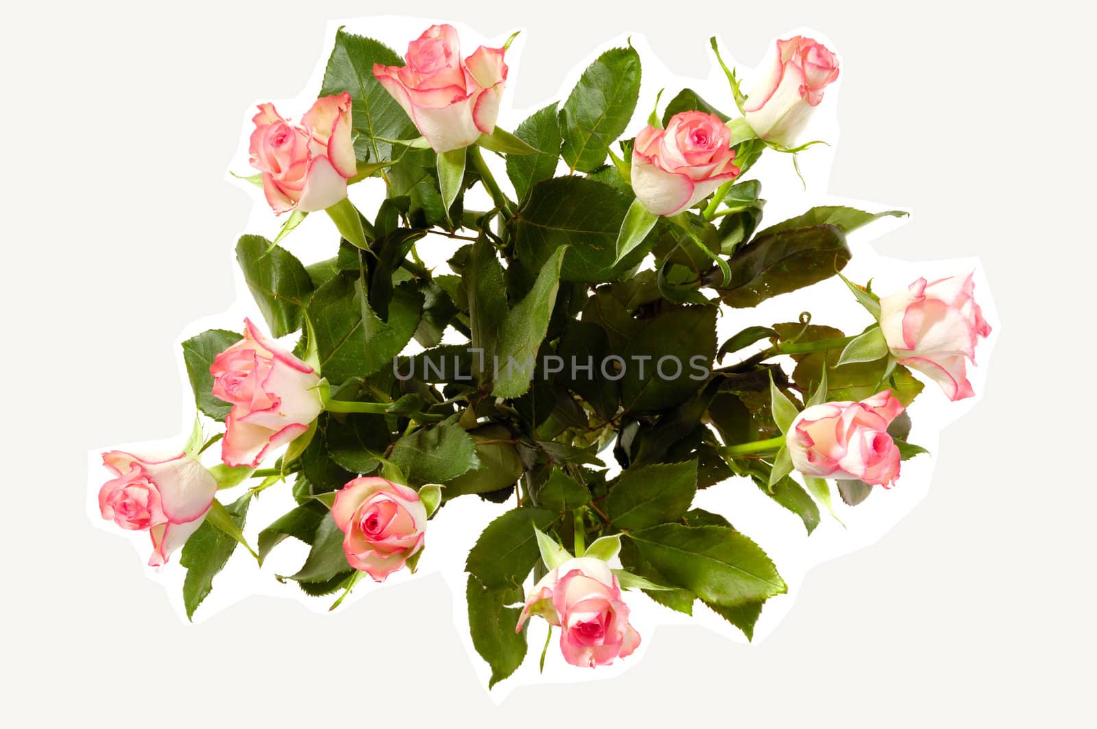 Bouquet of roses seen from above isolated on white background