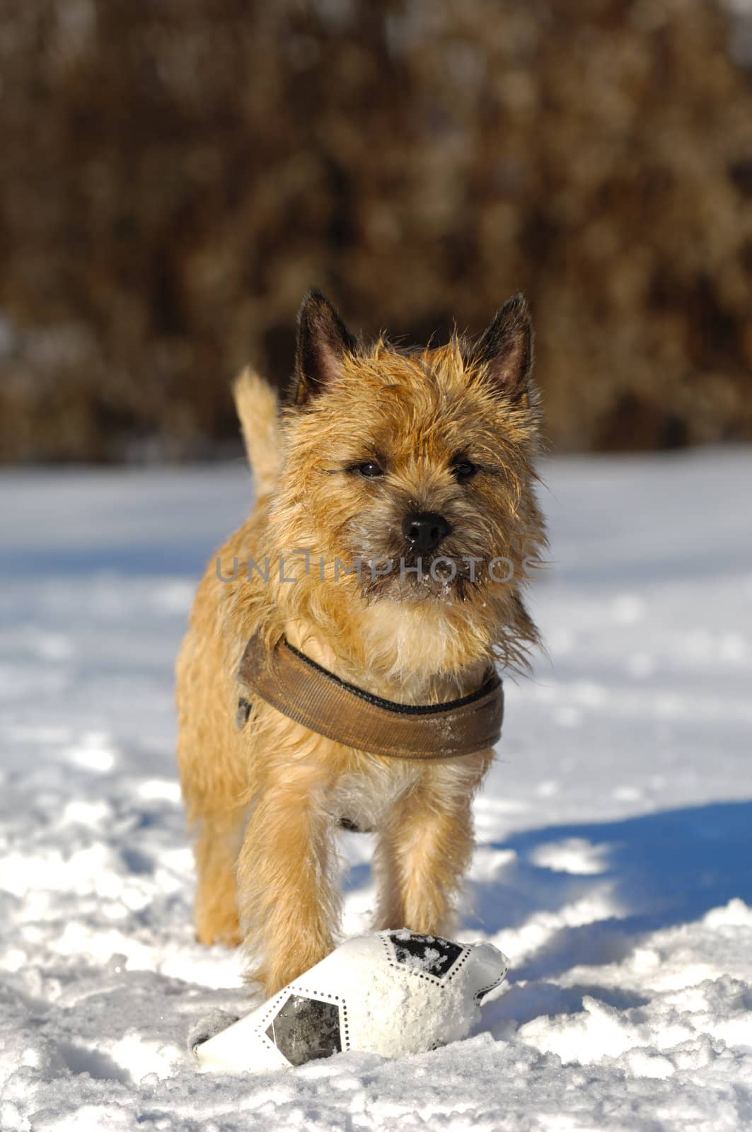 A dog is standing in the snow looking. The breed of the dog is a Cairn Terrier.