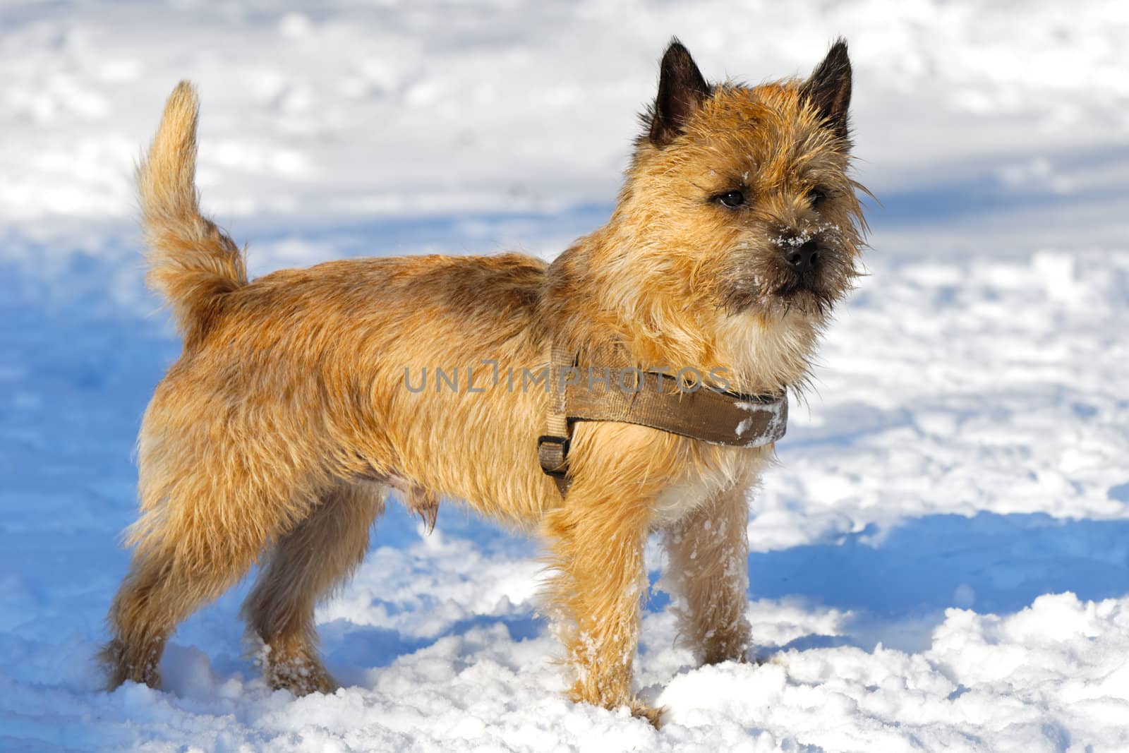 A dog is standing in the snow looking. The breed of the dog is a Cairn Terrier.