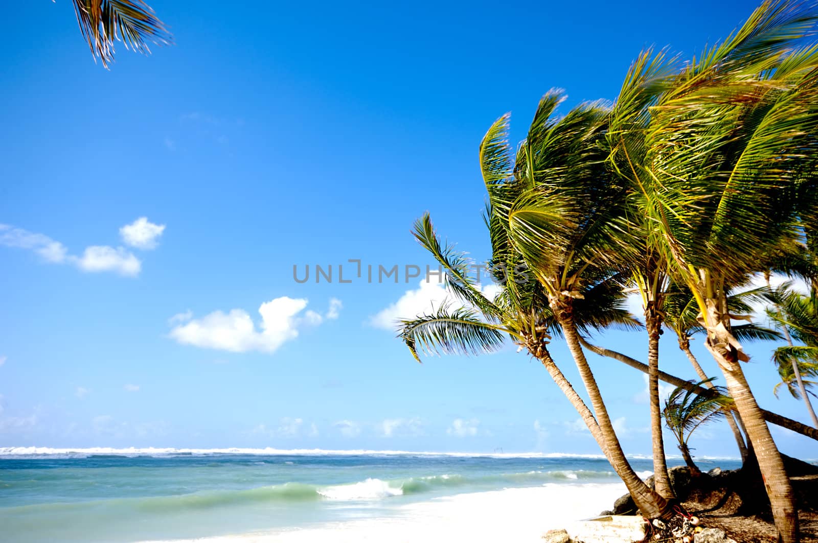 Palms hanging over exotic caribbean beach with the coast in the background.