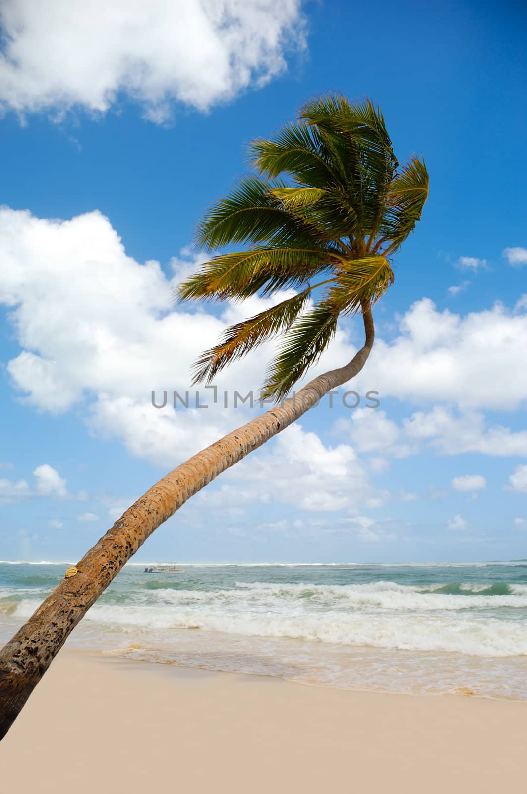 Palm on exotic beach by cfoto