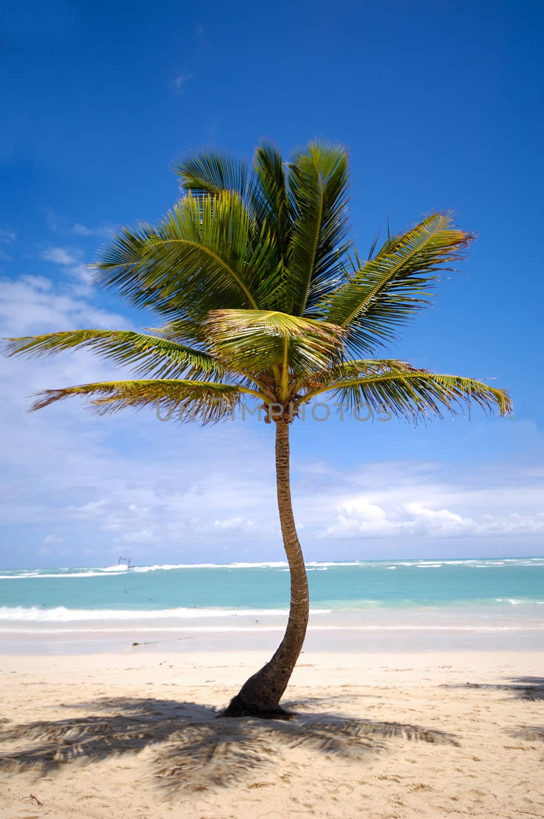 An exotic beach with a palm. In the bacground you can see the white beach and the ocean.
