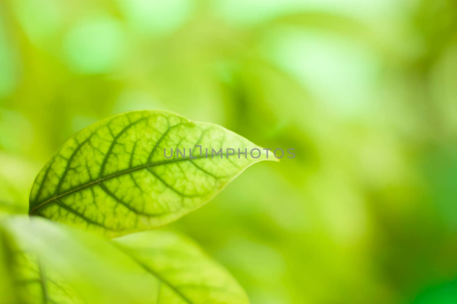 Background Nature green leaves by Suriyaphoto