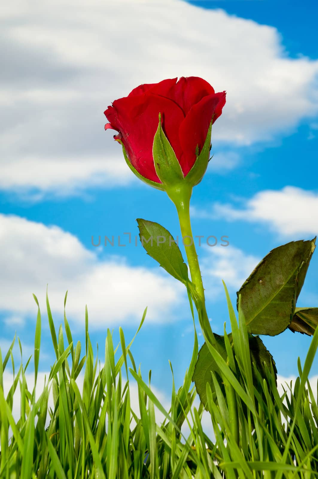 Red rose and clouds by cfoto