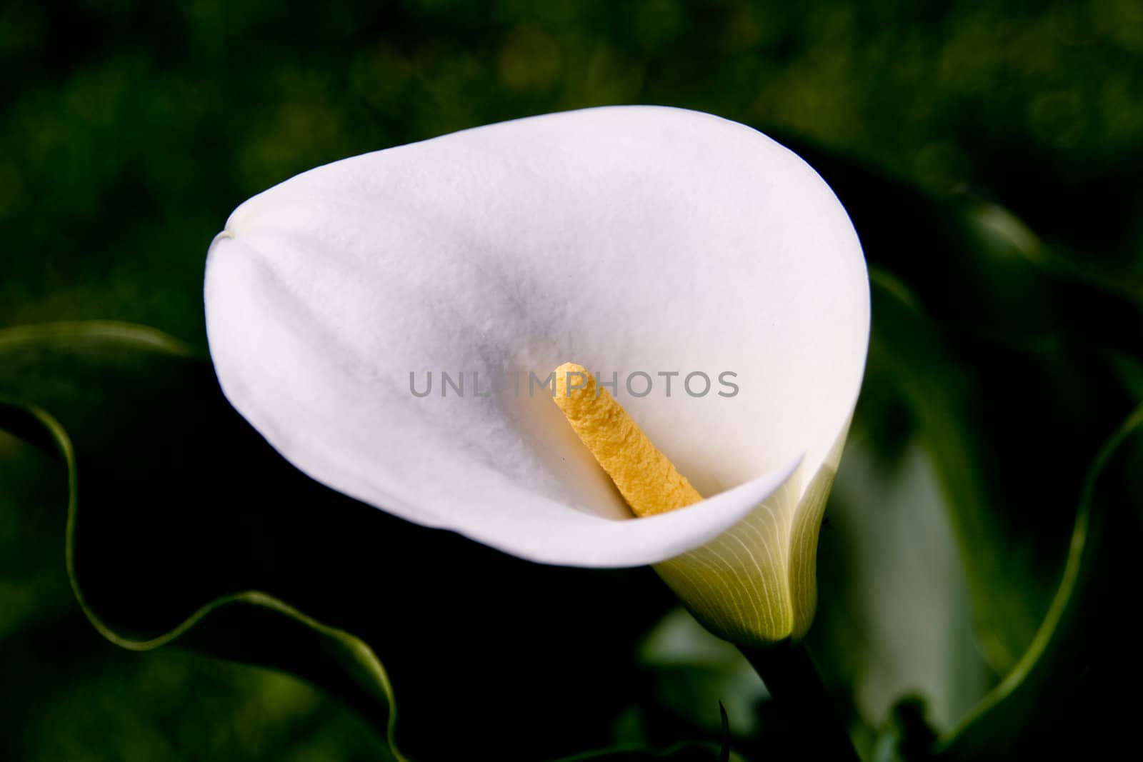 A white Calla in the morning sun