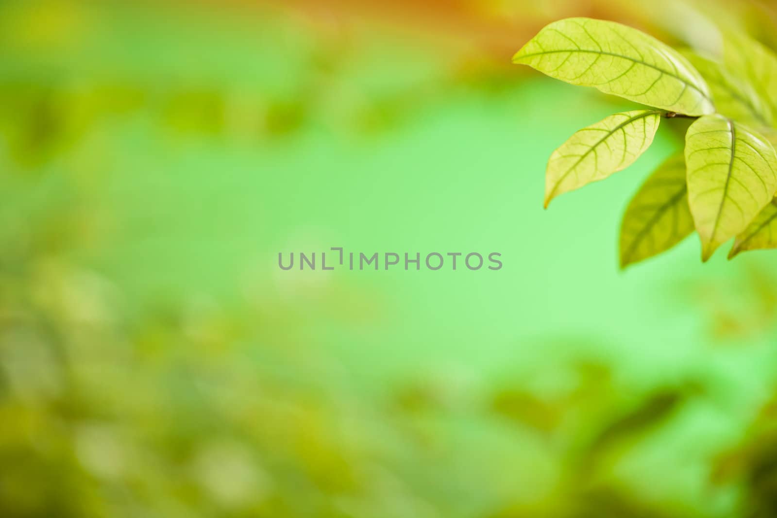 Background Nature green leaves