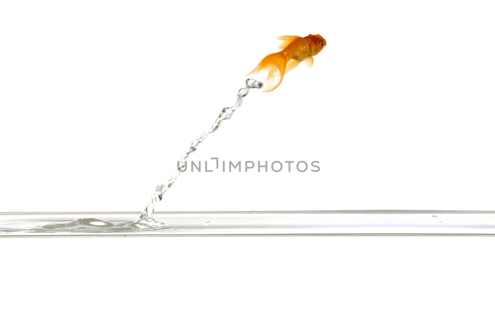 Jumping goldfish by cfoto