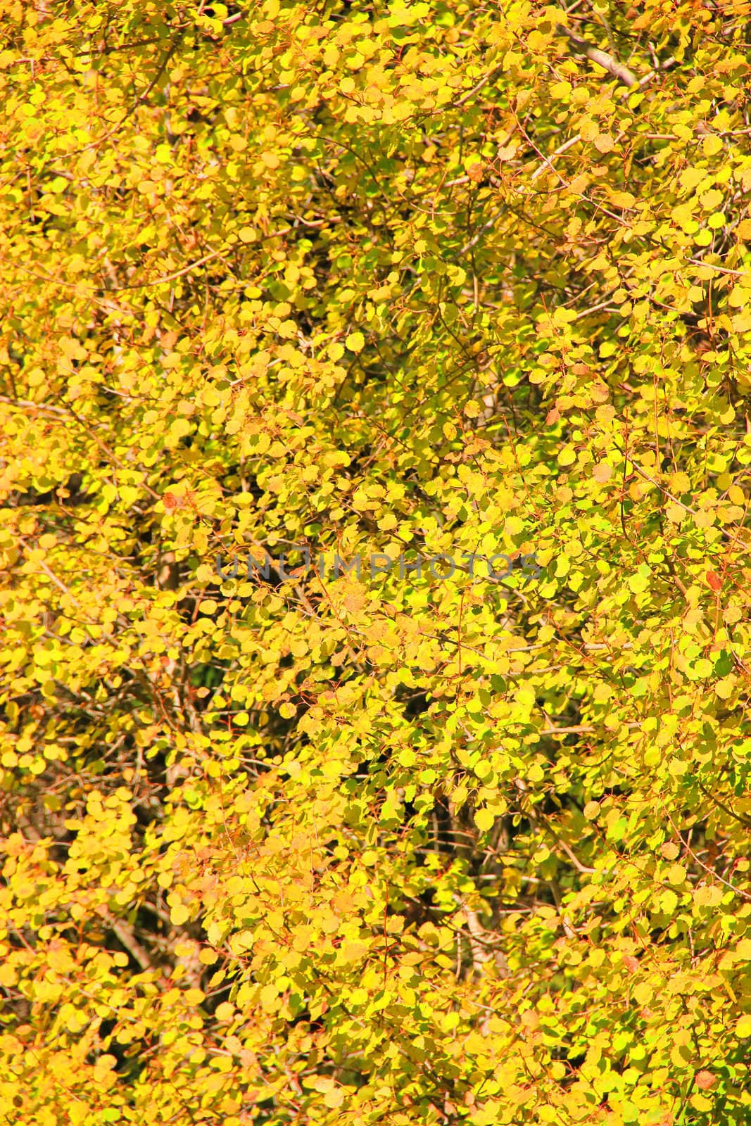 A colorful background of autumn leaves in yellow







A background of yellow colorful leavs of autumn