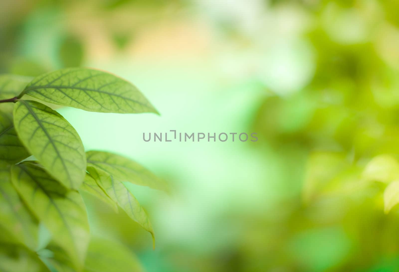Leaves background by Suriyaphoto