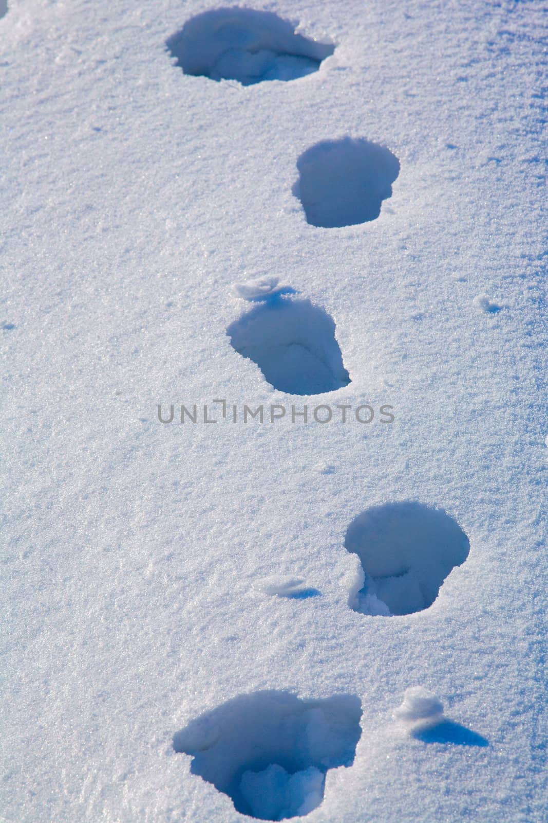 Footprints in the fresh snow 