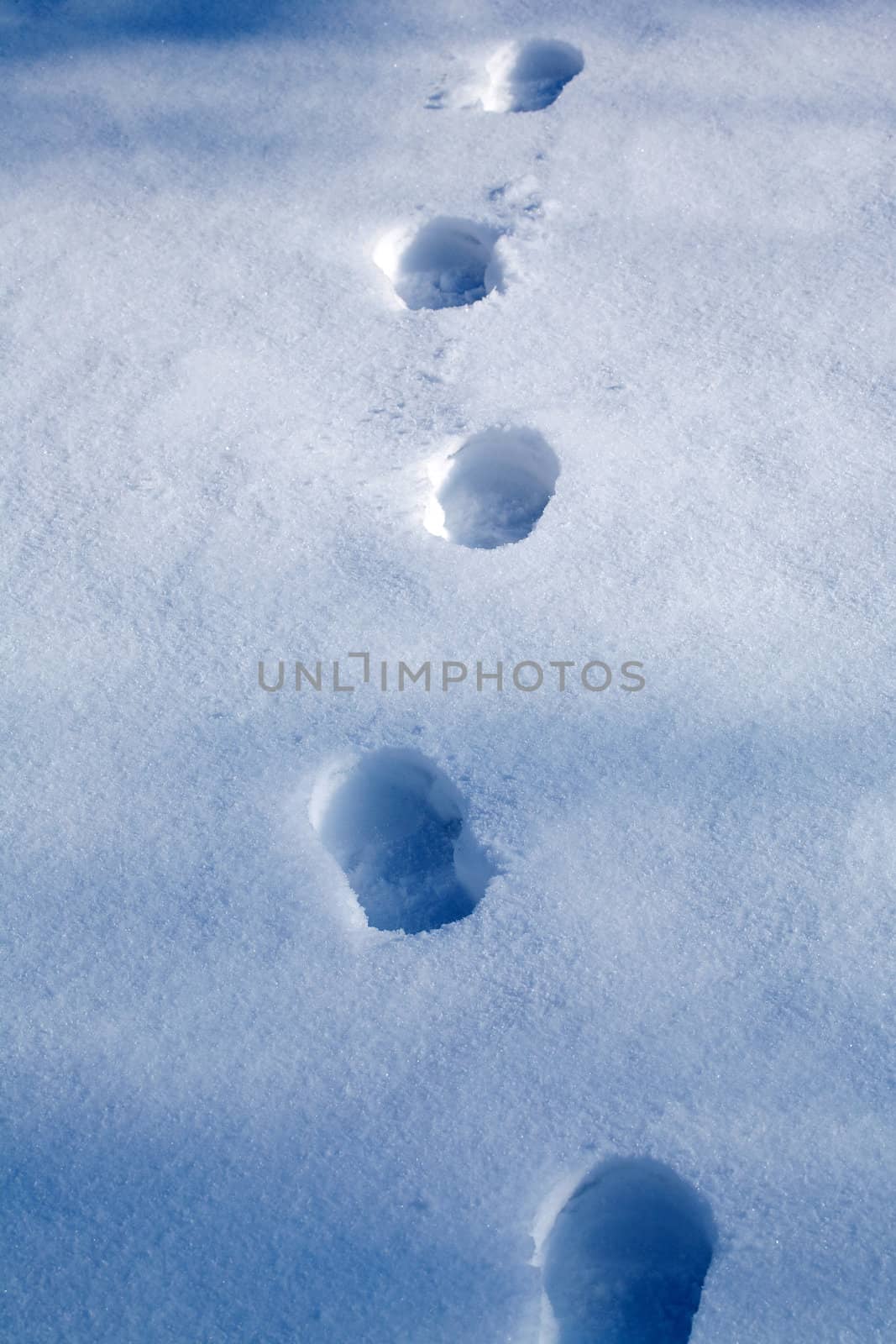 Footprints in the fresh snow 