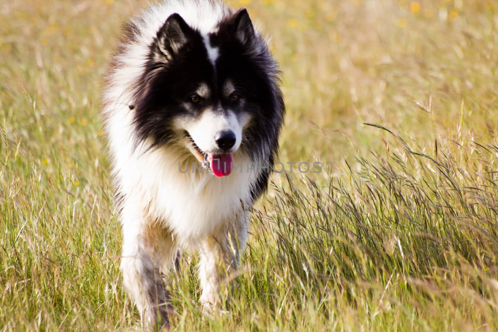 fun young running dog on a  field