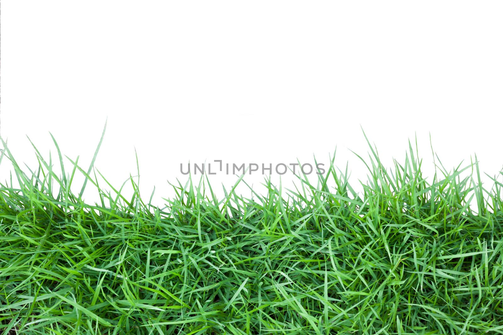 Isolated green grass on white background by Suriyaphoto