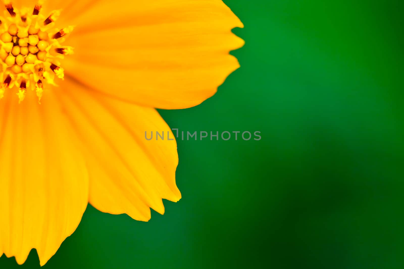 Yellow flower by Suriyaphoto