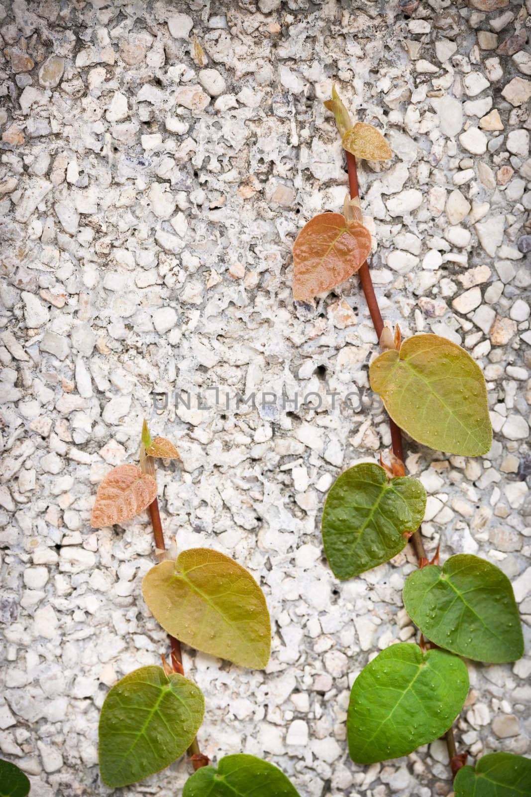 Climber on the wall by Suriyaphoto