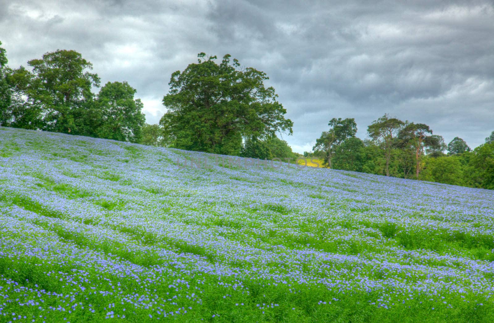 Lavender field outside of Chipping Campden in England's Cotswolds