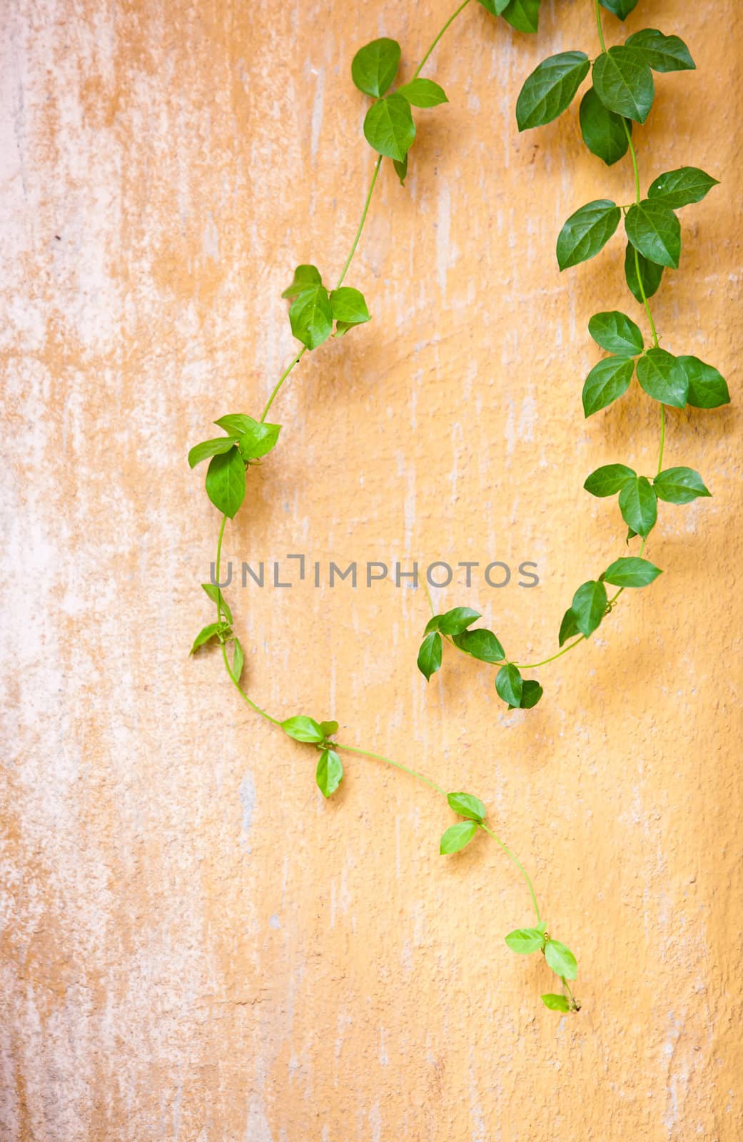 Climber on the wall by Suriyaphoto