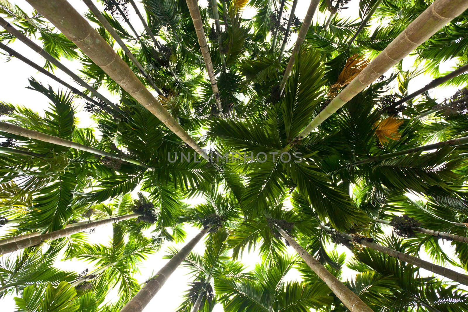 palm trees by Suriyaphoto