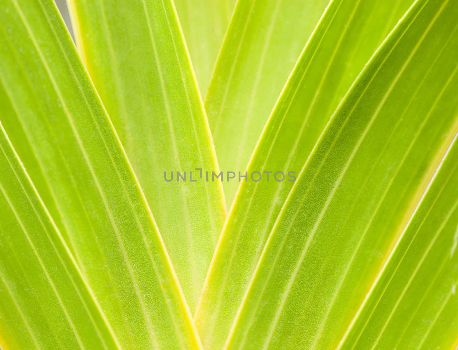 Green leaf background abstract of nature