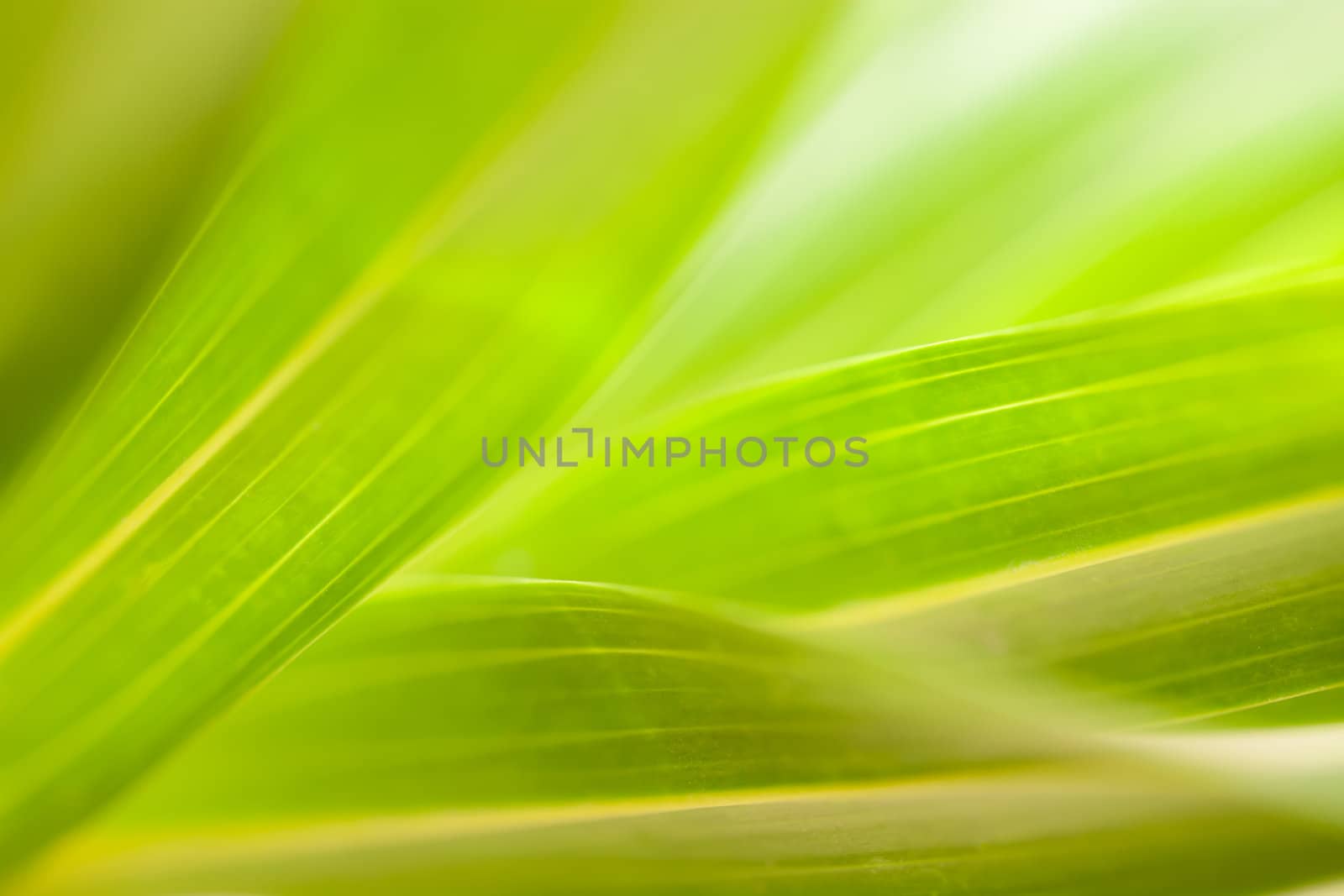 Green leaf background abstract of nature by Suriyaphoto