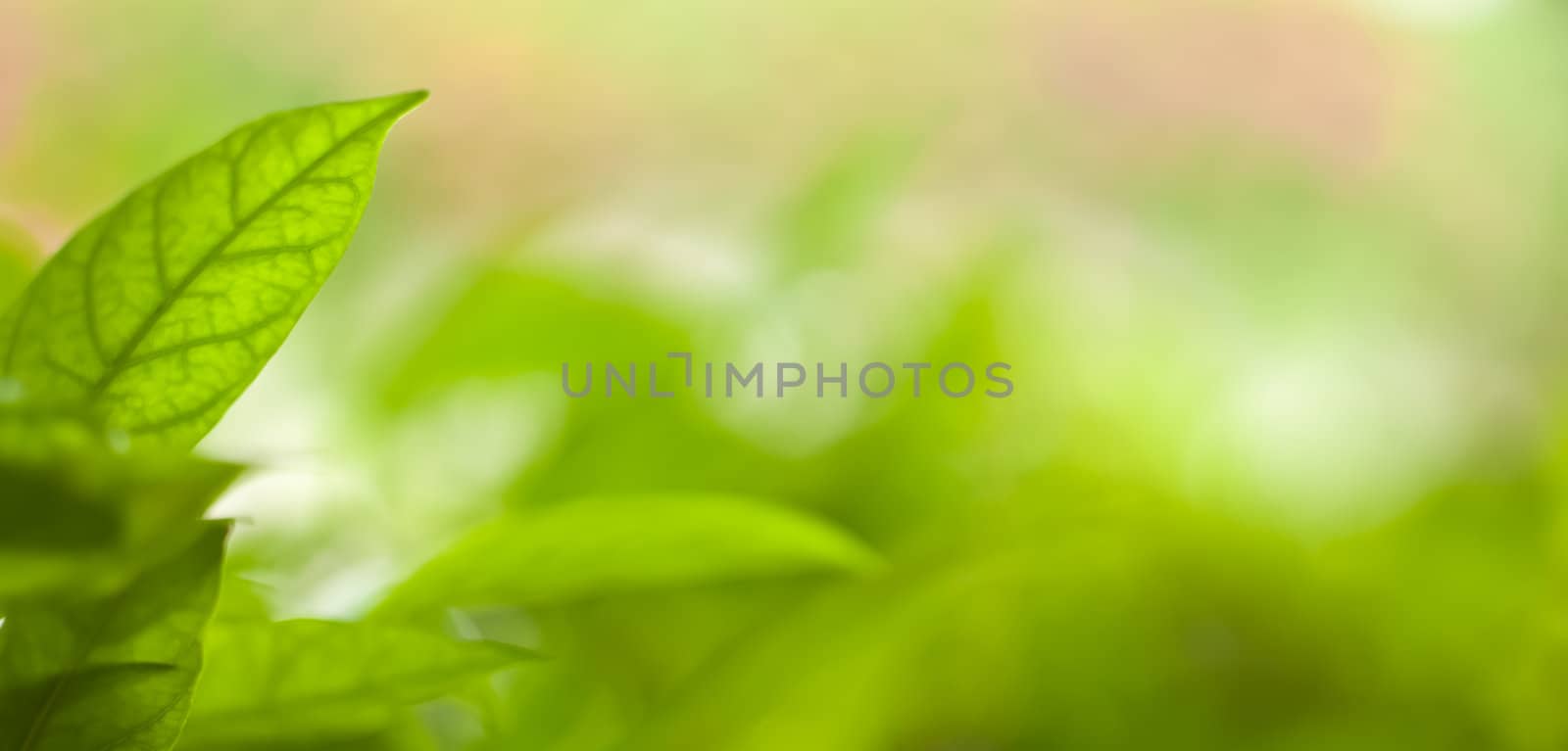 Abstract blur of rain drop by Suriyaphoto