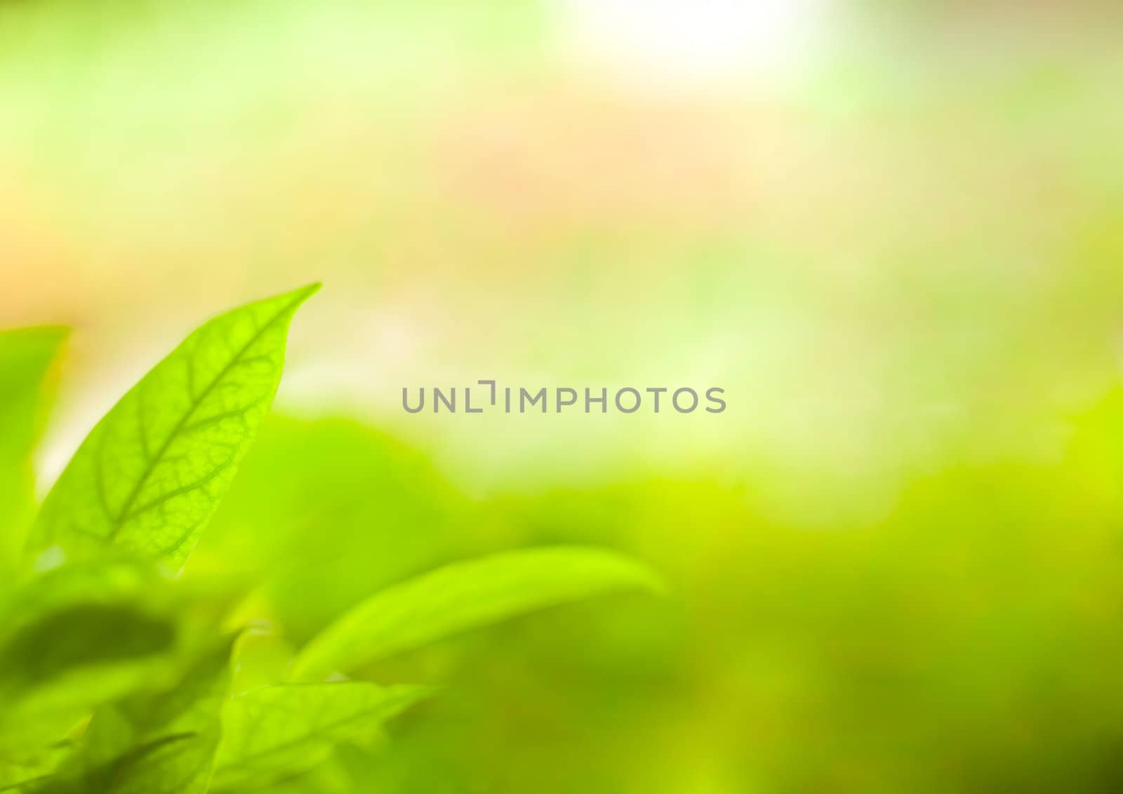 Abstract Blur of rain drop in Manual Mode with Bokeh