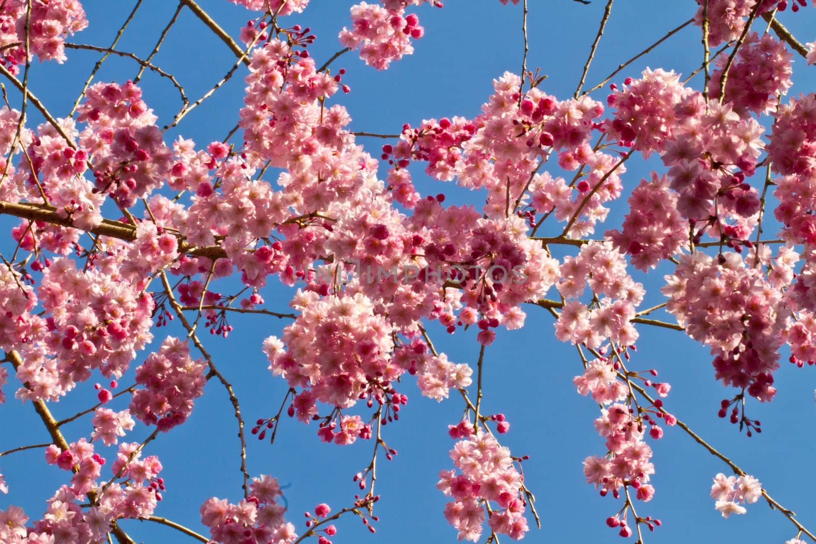 Cherry Blossom by Suriyaphoto