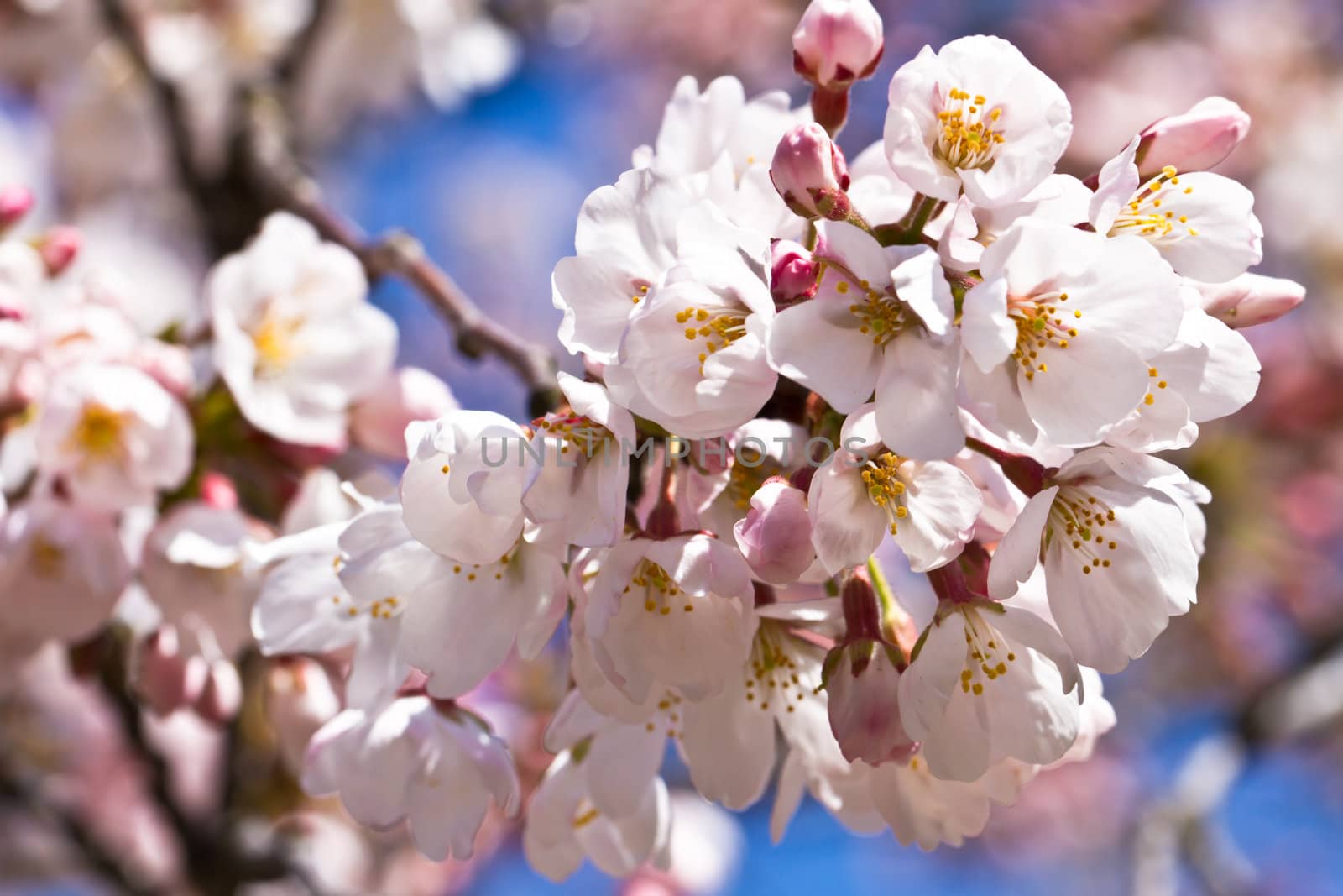 Cherry Blossom by Suriyaphoto