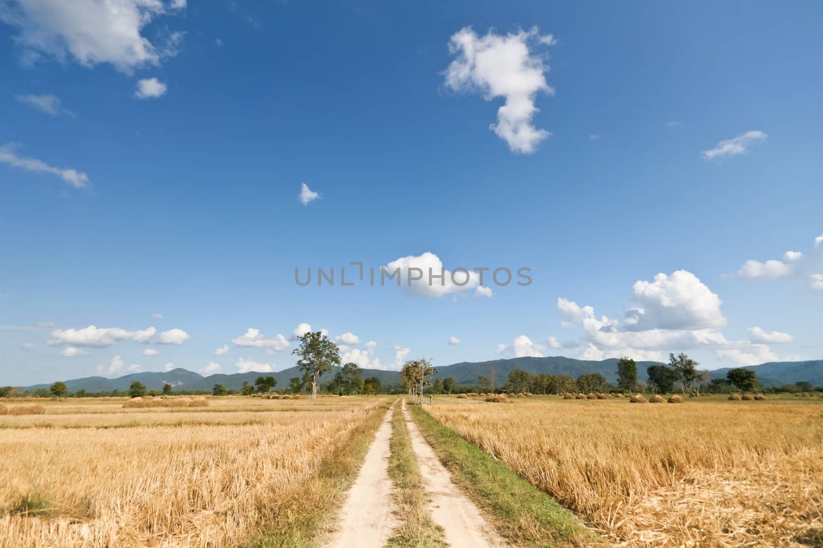 The road through paddy rice by Suriyaphoto