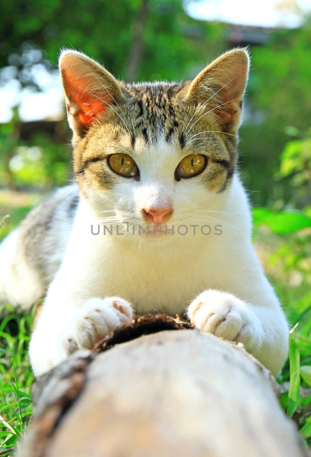 a cute cat lying on log wood in the garden