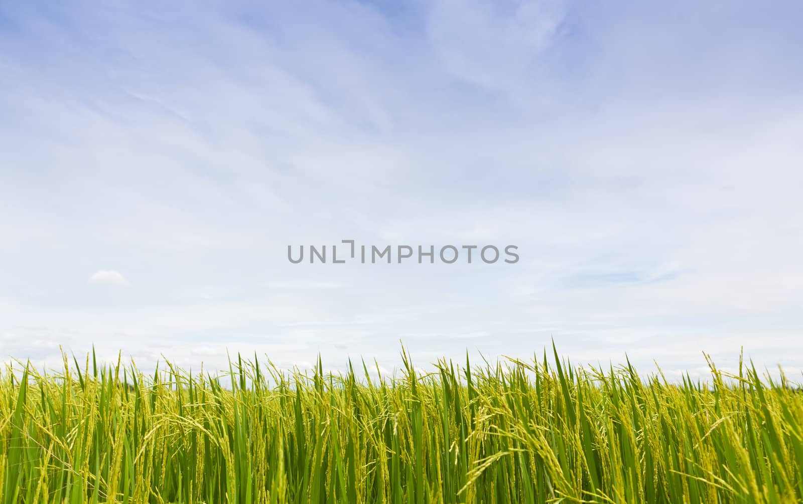 Paddy Rice by Suriyaphoto