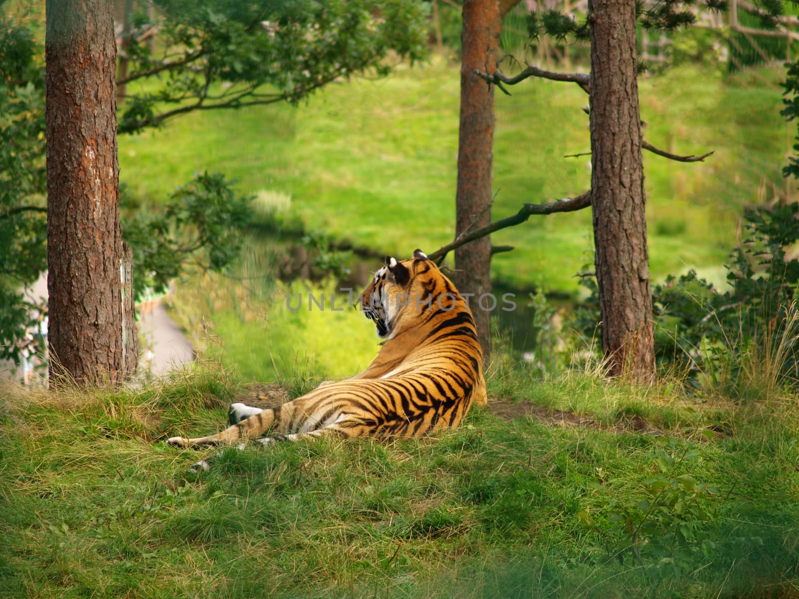 Tiger watching out at a view spot on top of a hill, in the wilderness