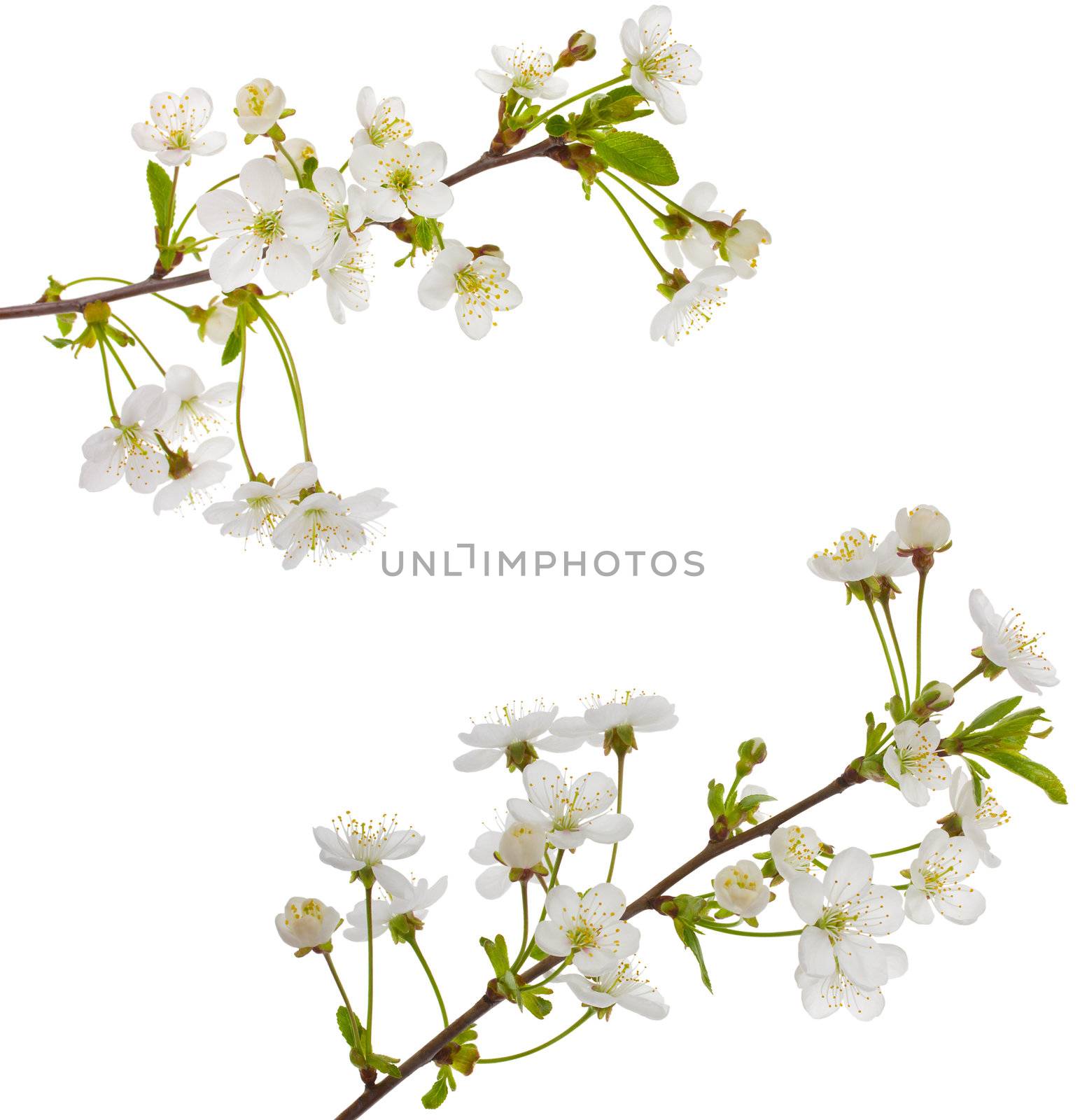 close-up blooming cherry branches, isolated on white