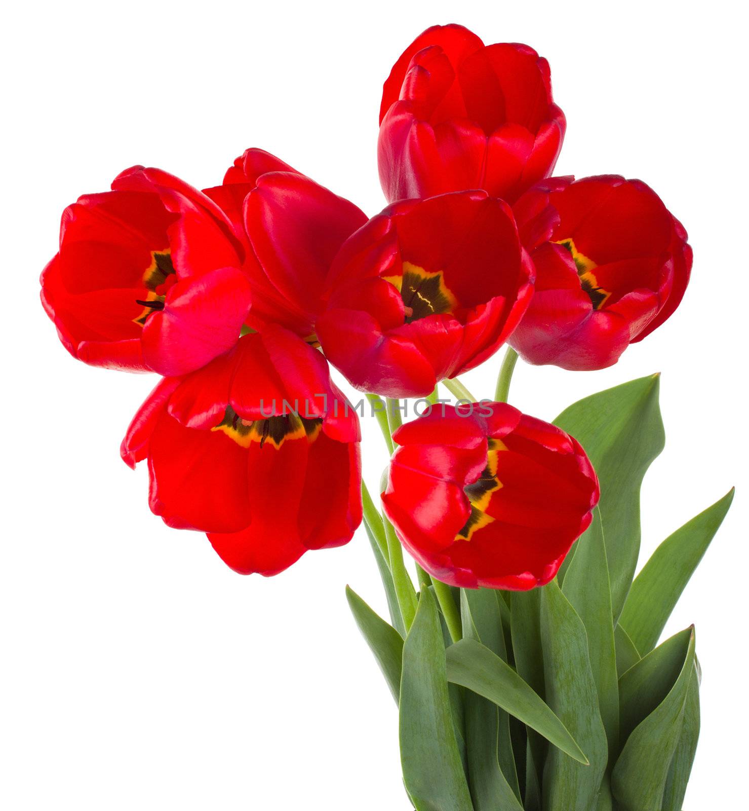 close-up red tulips bouquet, isolated on white