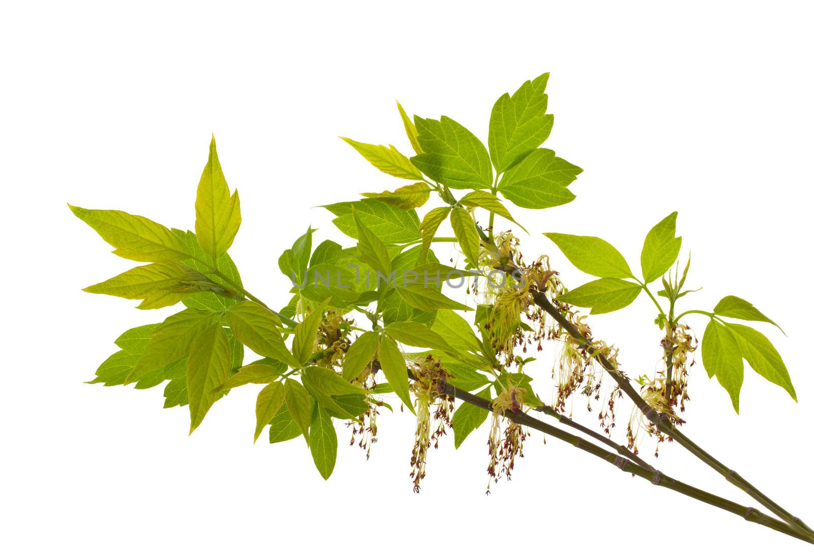 close-up branch of blooming ash-leaved maple, isolated on white