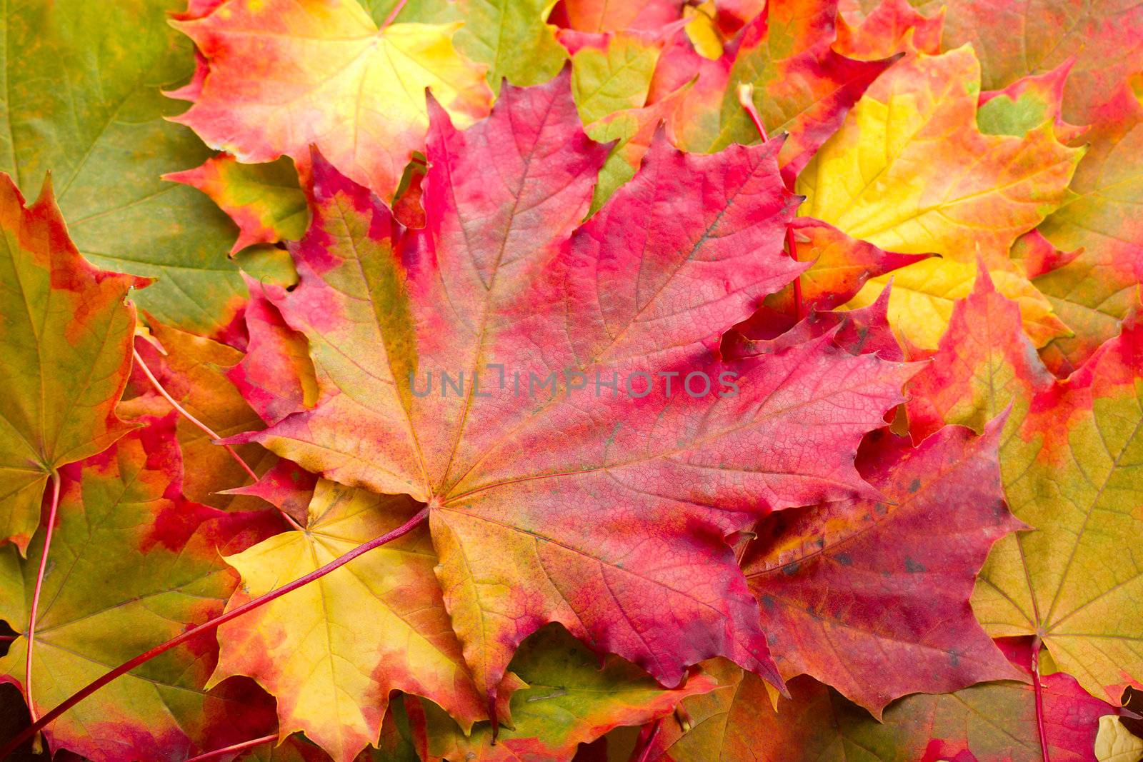 autumn maple leaf on leaves background