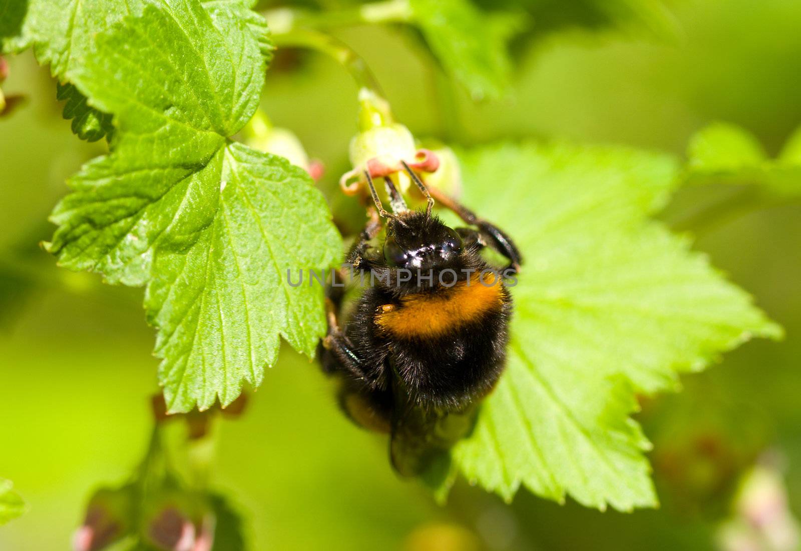 bumblebee pollinating flowers on green background