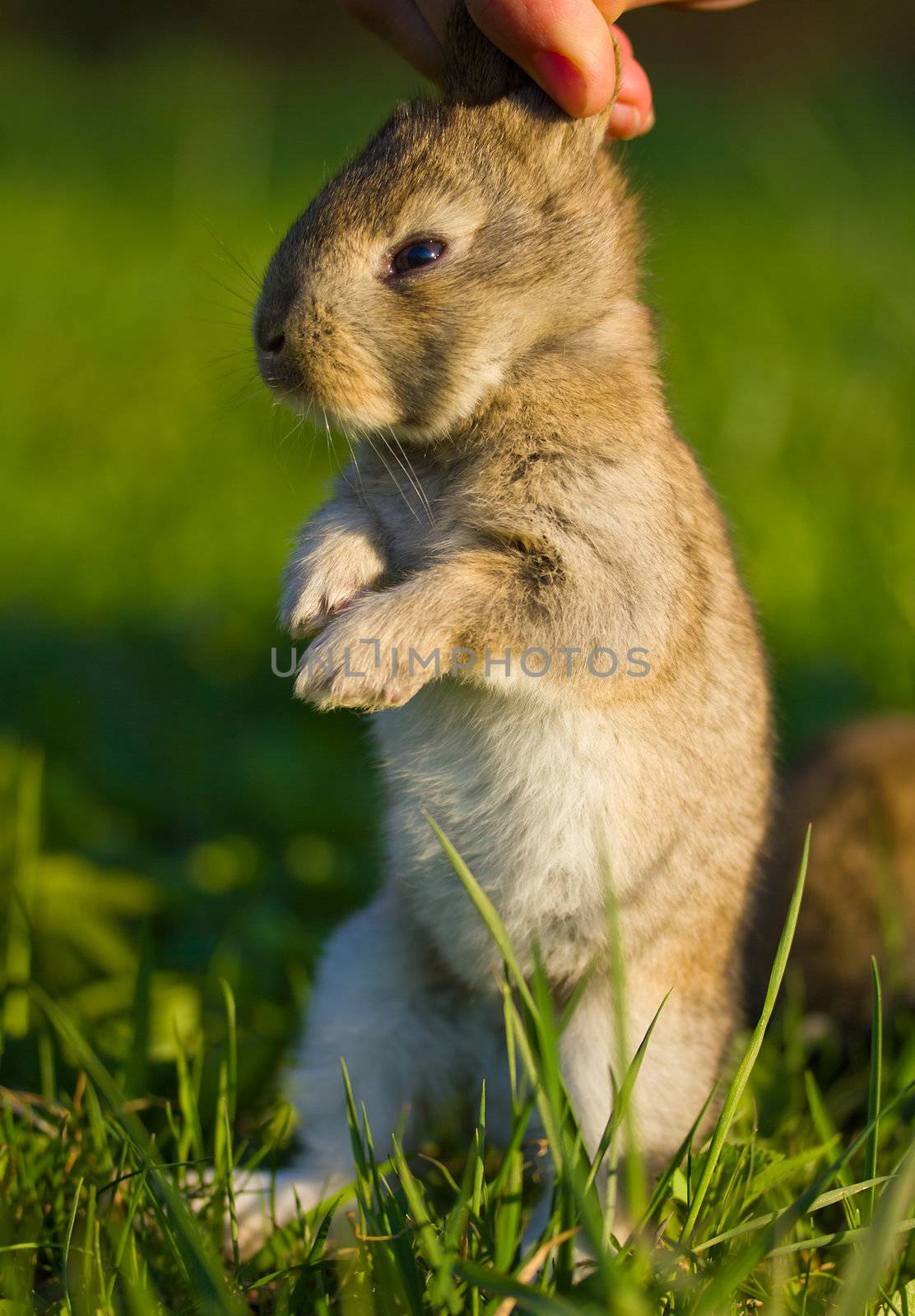 gray bunny in hand on green background