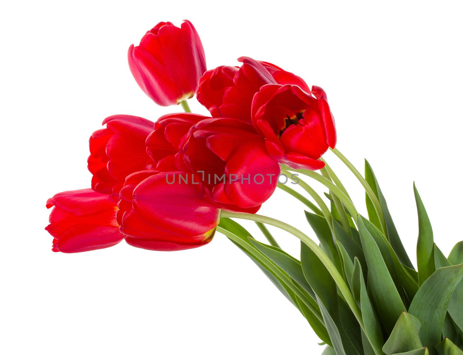 close-up red tulips bouquet, isolated on white