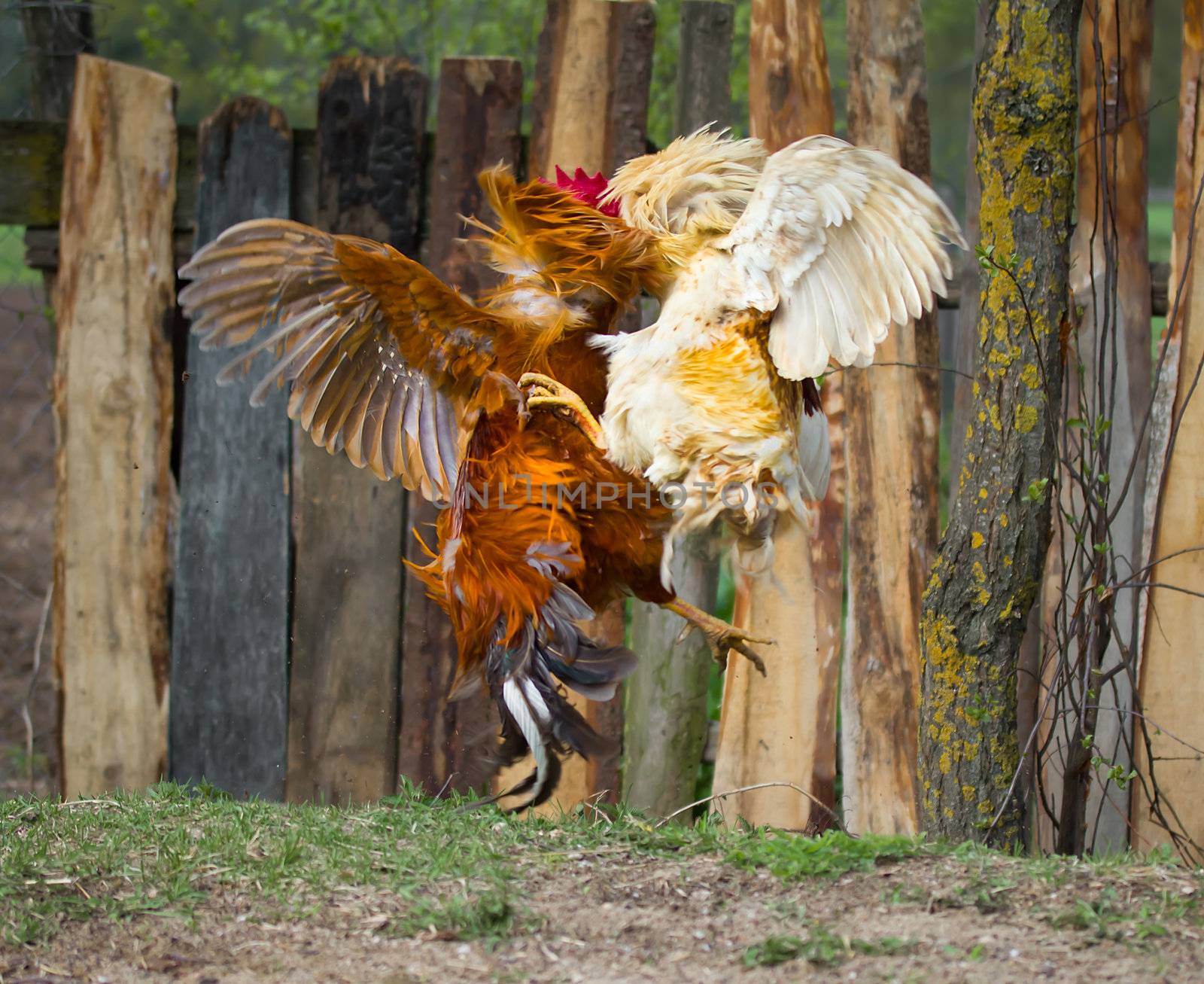 two cocks fighting  in fly