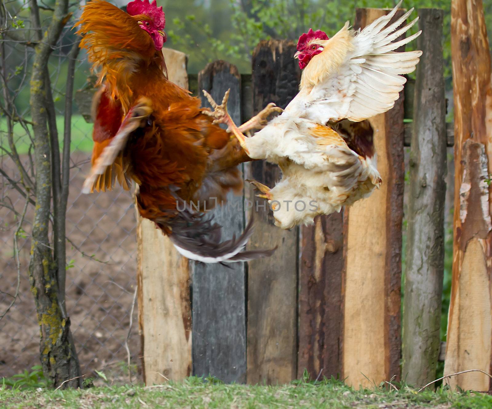 two cocks fighting  in fly