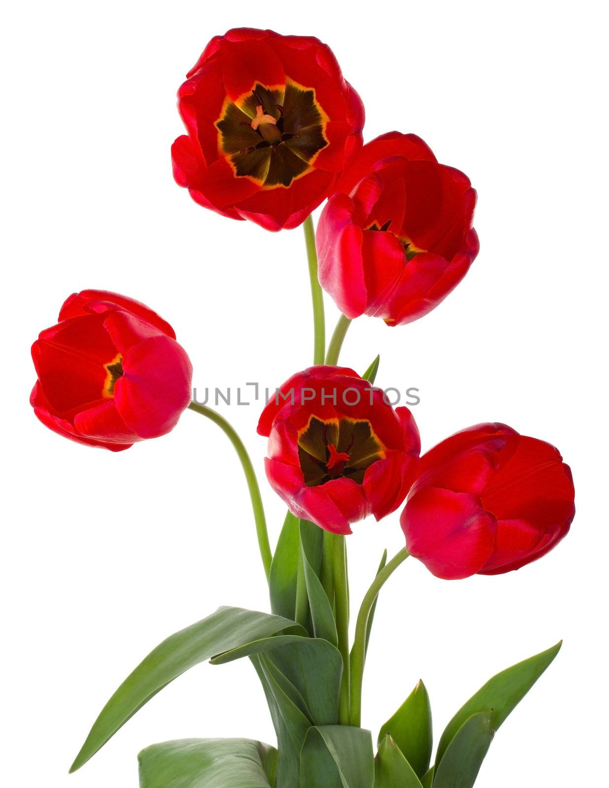 five red tulips bouquet, isolated on white