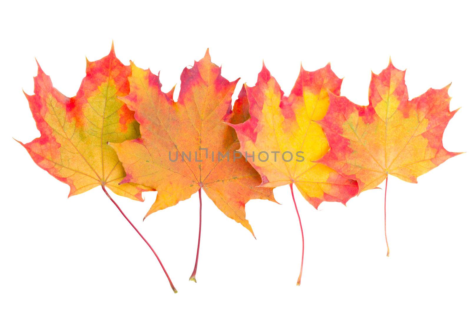 autumn maple leaves by Alekcey